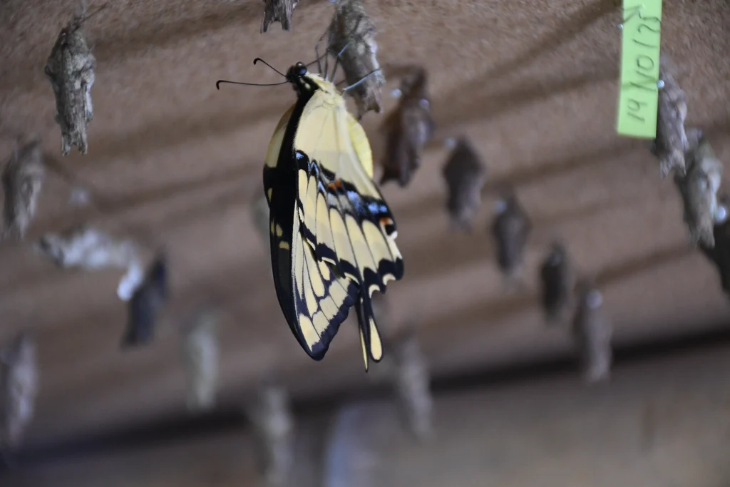 MARIPOSA_11
